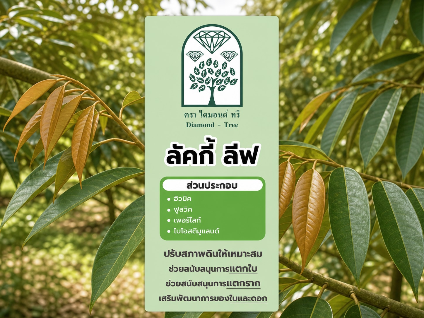 ลัคกี้ ลีฟ
